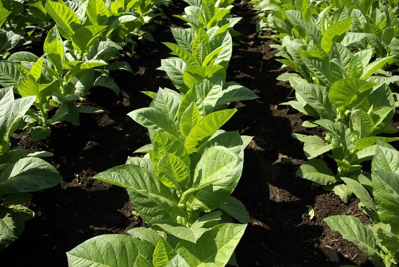 how to grow golden virginia tobacco in the Philippine and make cigars