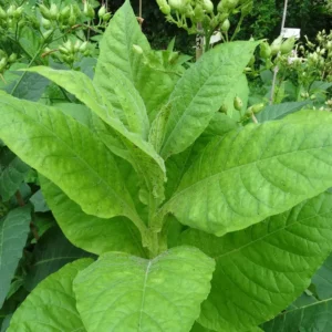 african red tall and strong tobacco variety