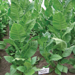 Black Sea Samsun tobacco Seeds for sale