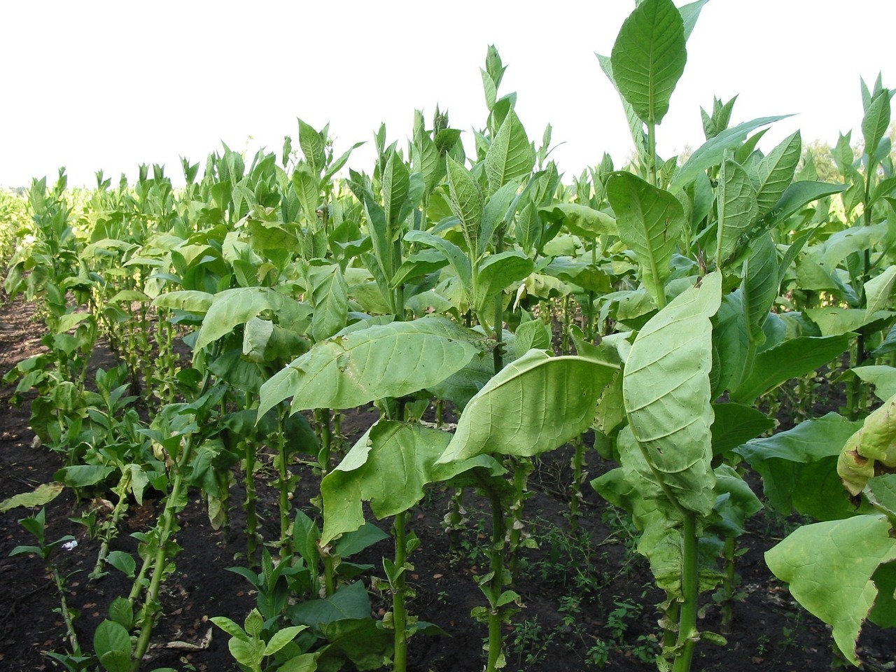 Tobacco Farming Philippines