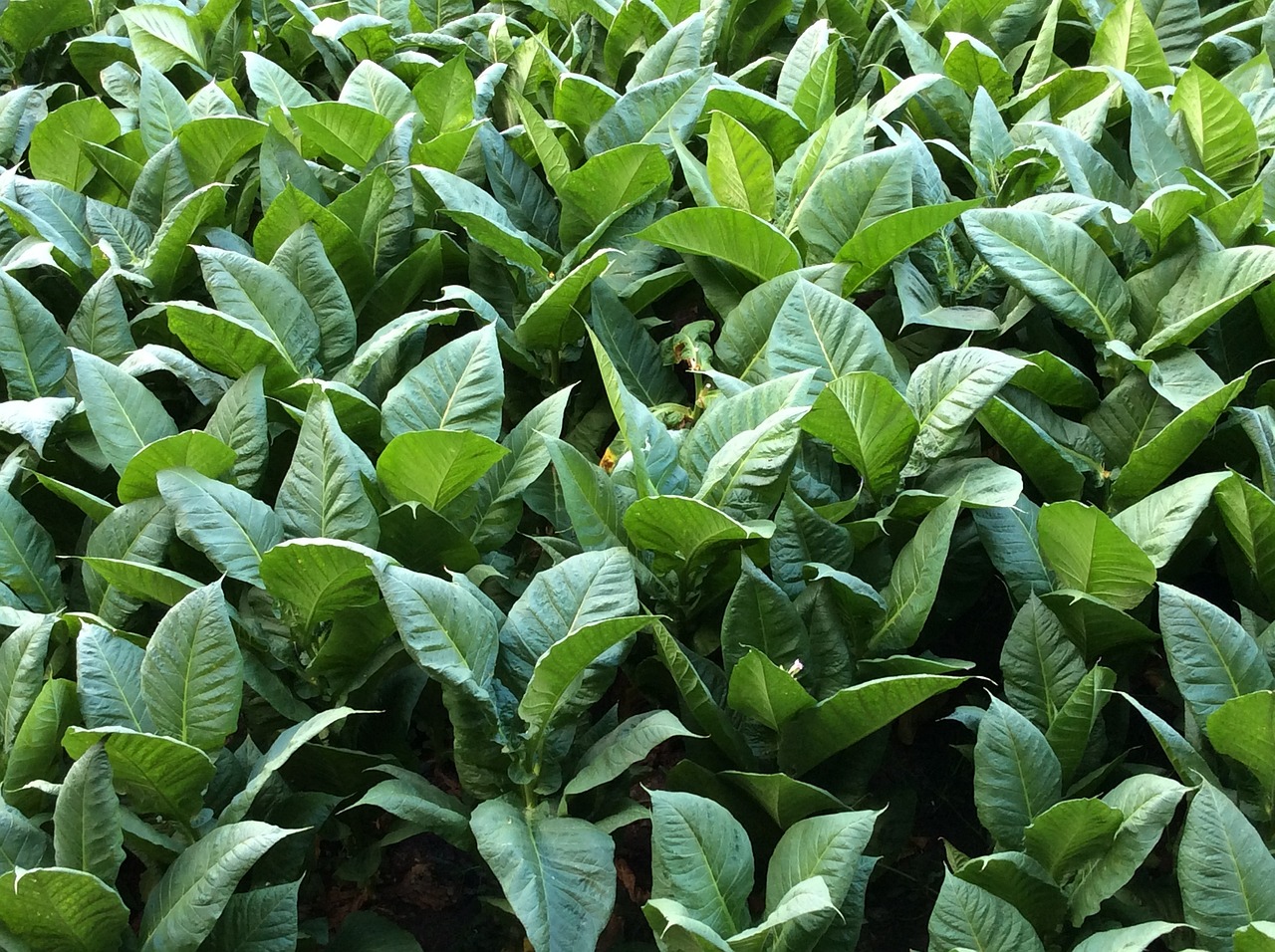 Tobacco farmers in the Philippines suggest that growth time of this plant is fast and robust.