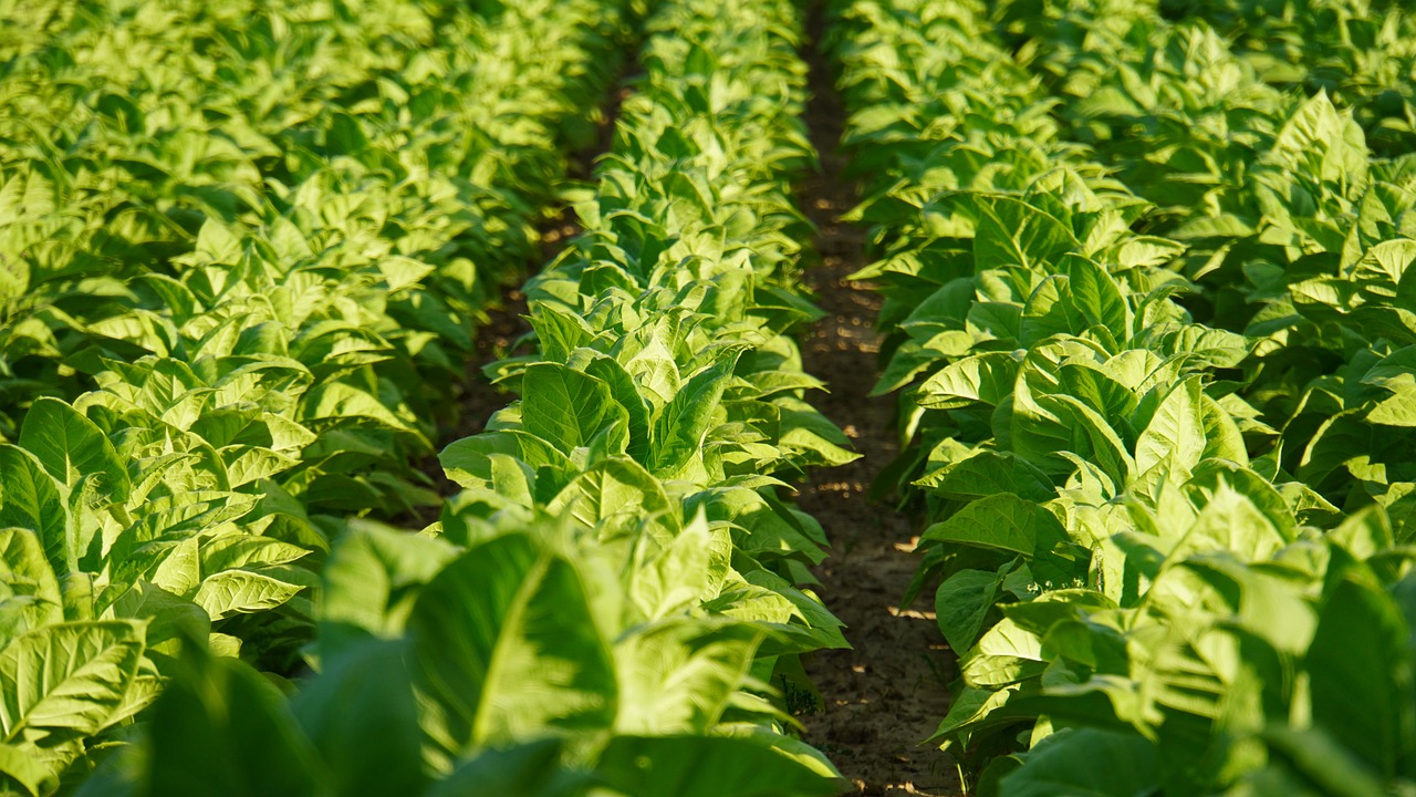 Ilocos best region for tobacco cultivation in the Philippines