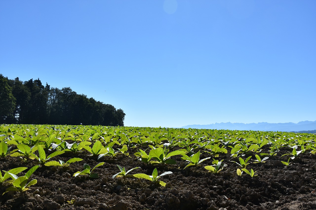 how much land to grow tobacco