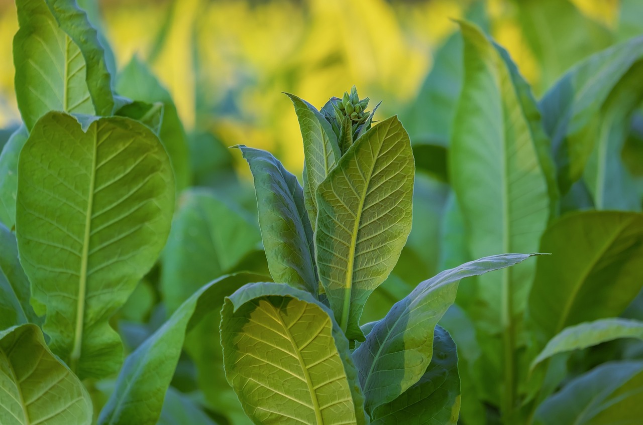 Is tobacco easy to grow? Yes. And.. It's resilient and profitable.