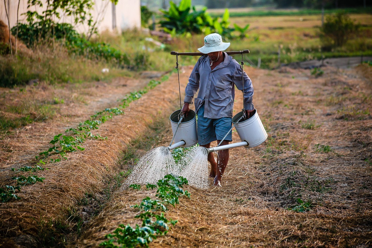 How often to water tobacco plants