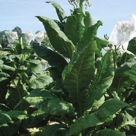 This image shows where you can buy Virginia gold tobacco seeds